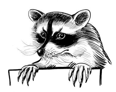 Raccoon holding a blank sheet. Ink black and white drawing clipart