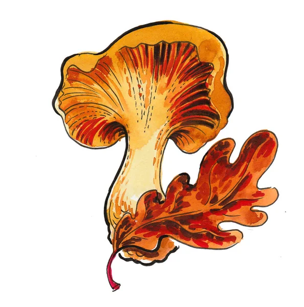 Pilz Und Eichenblatt Tusche Und Aquarellzeichnung — Stockfoto