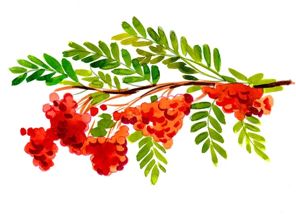 Rowanberry Fruit Watercolor Painting — Stock Photo, Image