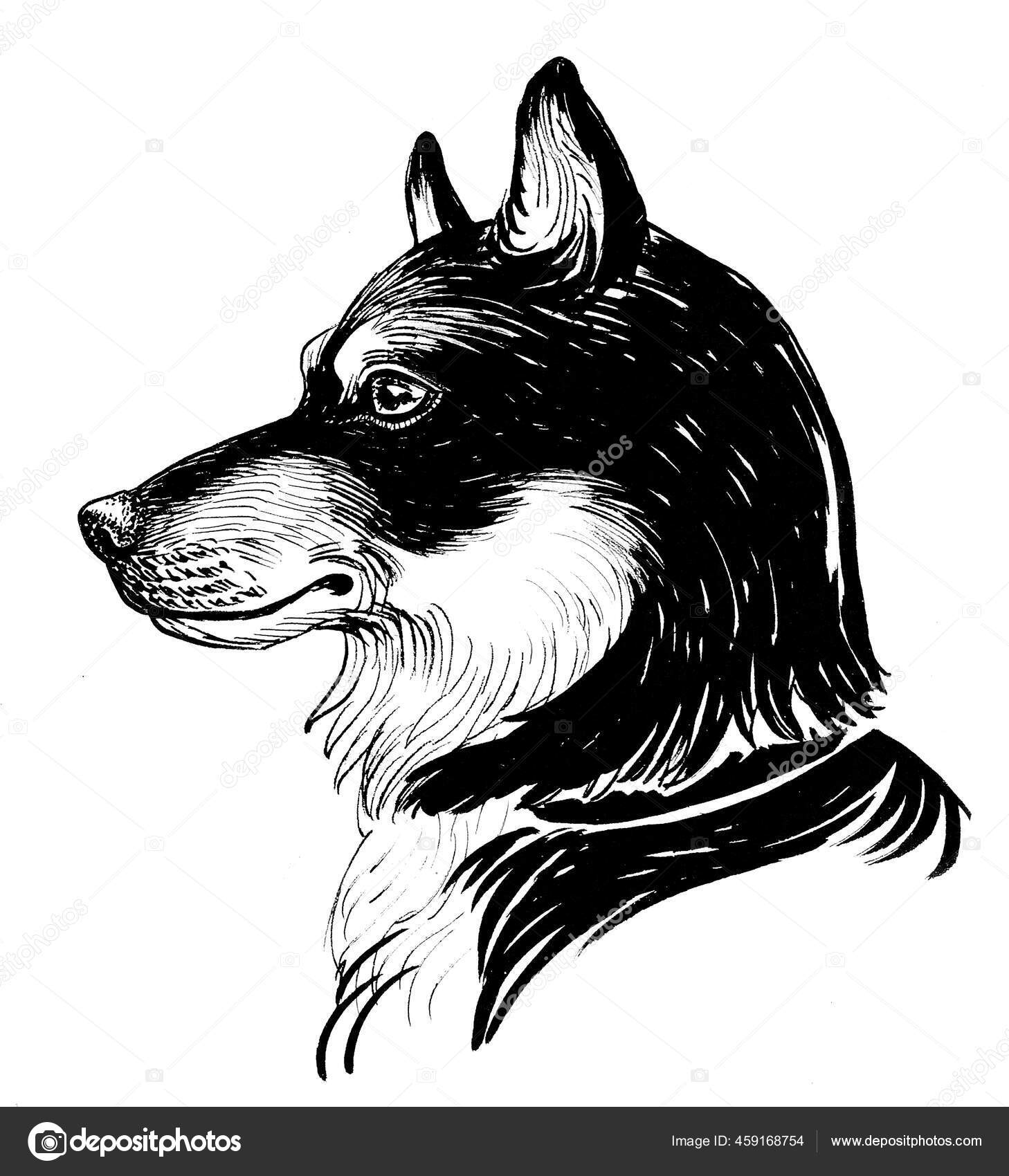 Tête Chien Husky Encre Dessin Noir Blanc — Illustration de stock par  ©alexblacksea - 459168754, image size:1458x1700