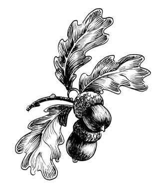 Bir çift meşe palamudu. Mürekkep siyah beyaz çizim