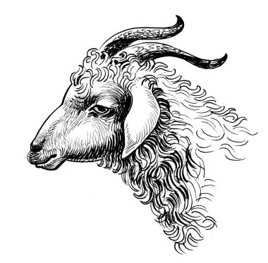 Keçi kafası. Mürekkep siyah beyaz çizim