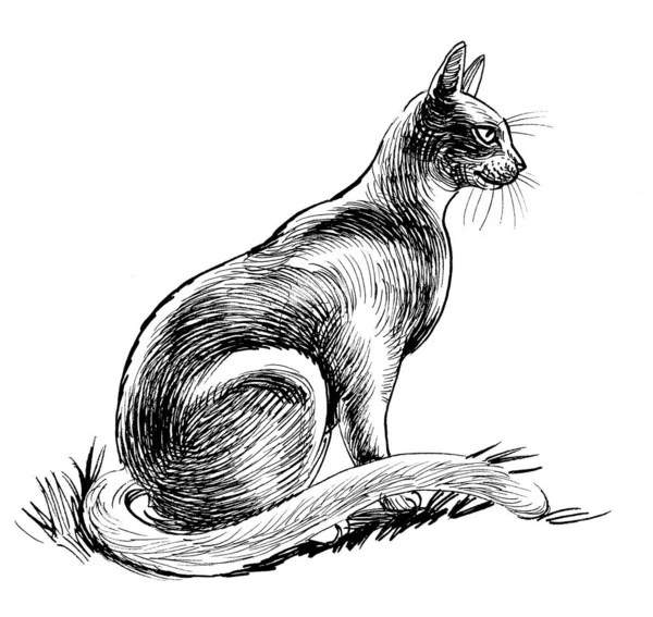 Gato Sentado Dibujo Blanco Negro Tinta —  Fotos de Stock