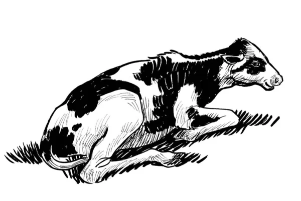 Laying Cow Ink Black White Drawing — Stock Photo, Image