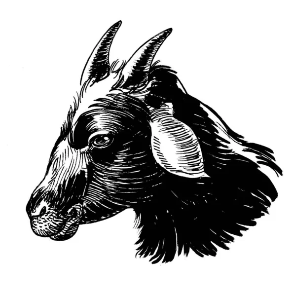 Dişi Keçi Kafası Mürekkep Siyah Beyaz Çizim — Stok fotoğraf