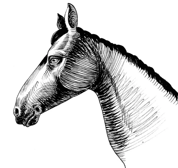 Tête Cheval Encre Dessin Noir Blanc — Photo