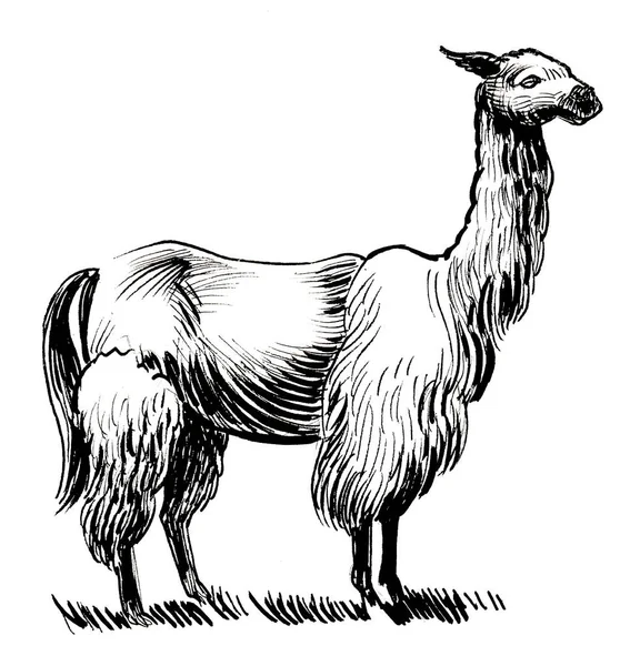 Lama hayvanı. mürekkep siyah beyaz çizim
