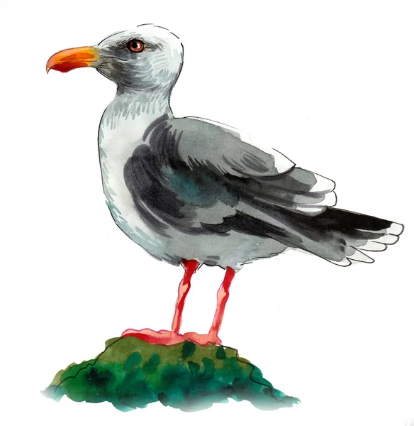 Seagull Bird Standing Rock Ink Watercolor Drawing — Stock Photo, Image