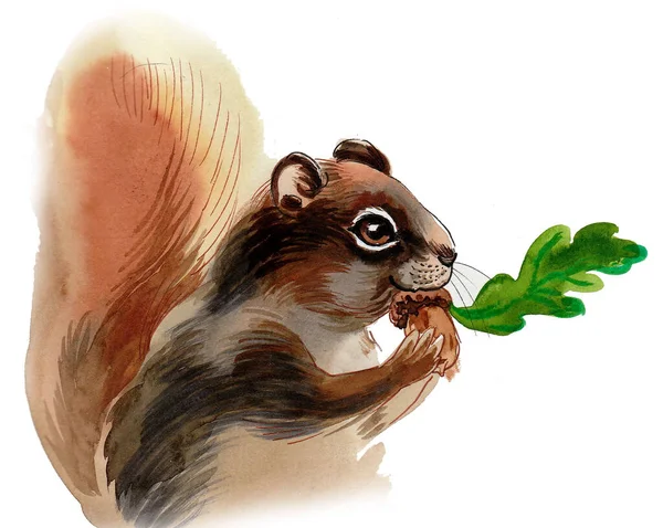 松鼠吃橡果 墨水和水彩画 — 图库照片