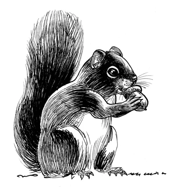 Squirrel Eating Acorn Ink Black White Drawing — Stock Photo, Image