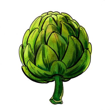 Yeşil taze enginar sebzesi. Mürekkep ve suluboya çizim