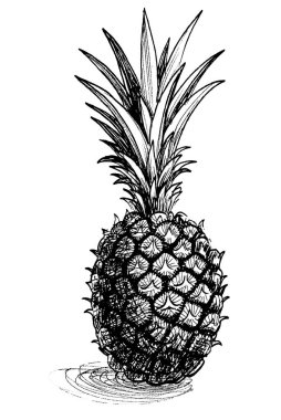 Ananas meyvesi. Mürekkep siyah beyaz çizim