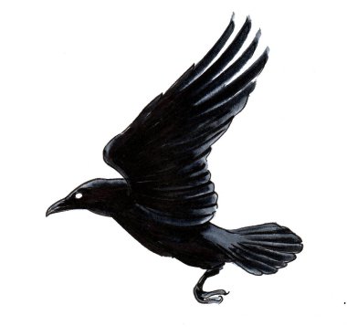 Uçan karga kuşu. Mürekkep siyah beyaz çizim