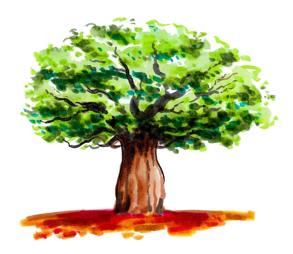 Big Green Baobab Tree Ink Watercolor Drawing — Stock Photo, Image