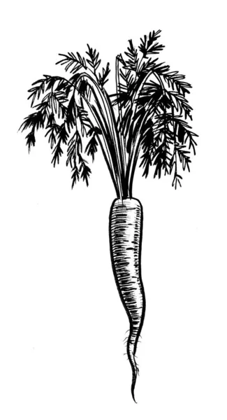 Морквяний Овоч Чорно Білий Малюнок — стокове фото