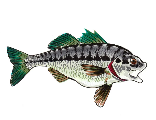 Ikan Dengan Sirip Hijau Gambar Tinta Dan Cat Air — Stok Foto