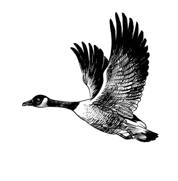 飞行的加拿大鹅鸟 墨水黑白画 — 图库照片