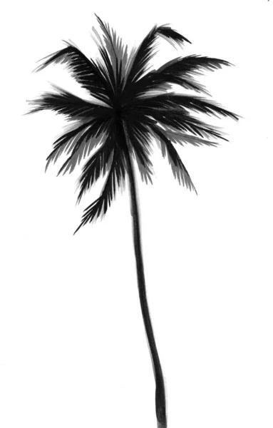 Пальма Черно Белый Рисунок — стоковое фото