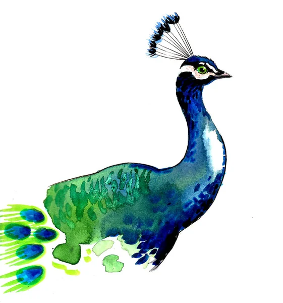 Peacock Vogel Inkt Aquareltekening — Stockfoto