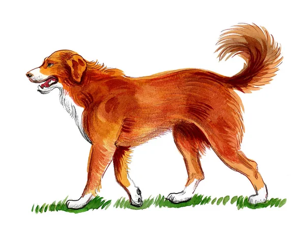 Walking Dog Ink Watercolor Drawing — Stock Photo, Image