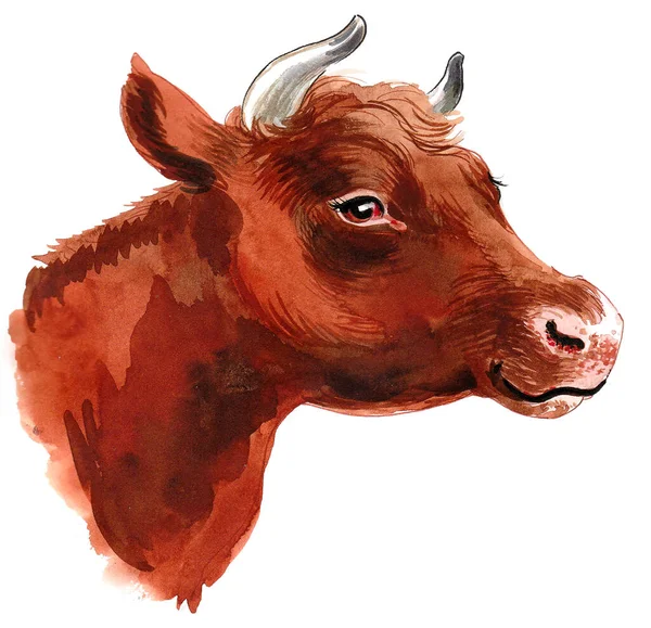Brown cow head on white background. Ink and watercolor drawing