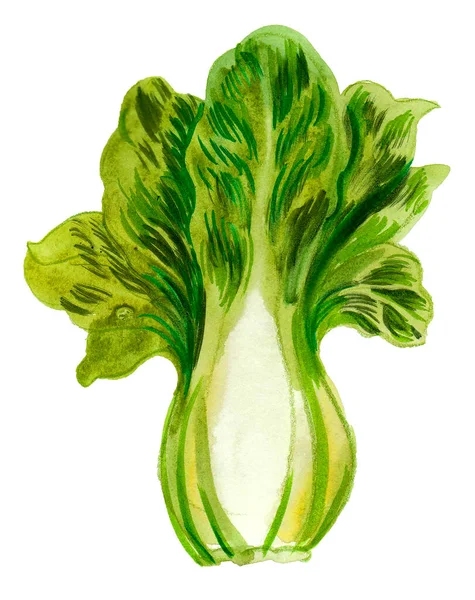 Een Groentje Salade Inkt Aquareltekening — Stockfoto