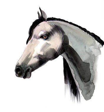 Beyaz at kafası. Mürekkep ve suluboya çizim