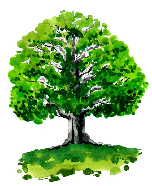 绿橡树 墨水和水彩画 — 图库照片