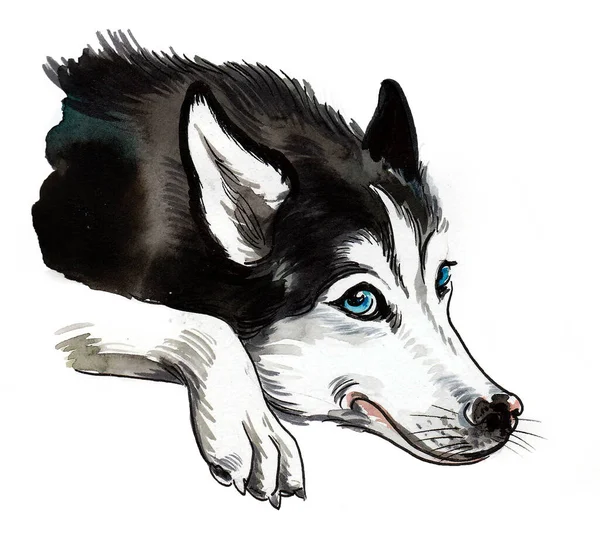 Cute Blue Eyed Husky Dog Ink Watercolor Drawing — Stock Photo, Image