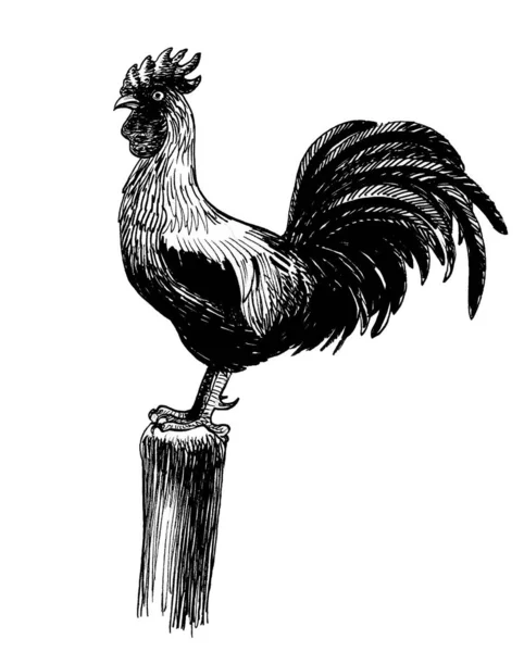 Hahnenvogel Auf Holzpfahl Schwarz Weiße Tuschezeichnung — Stockfoto