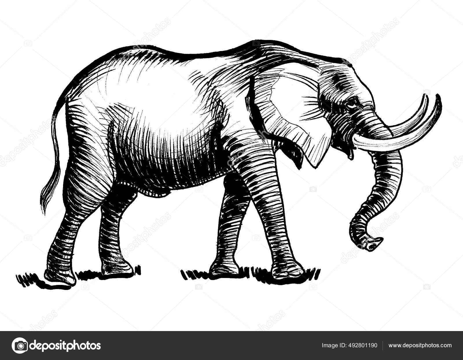 Vandrende Afrikansk Elefant Blekk Svart Hvit Tegning – stockillustrasjon ©  alexblacksea #492801190, image size:1600x1243