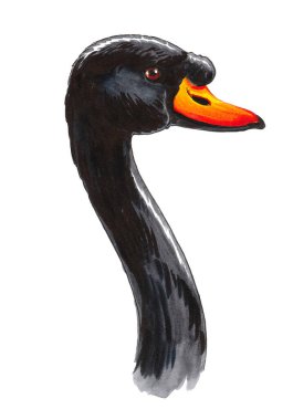 Siyah kuğu kafası. Mürekkep ve suluboya çizim