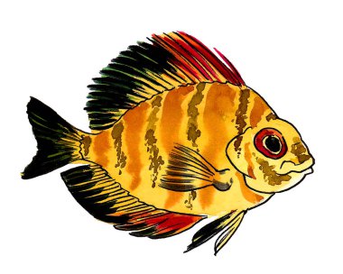 Beyaz arka planda renkli tropikal balıklar. Mürekkep ve suluboya çizim