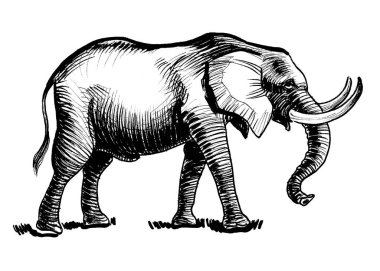 Yürüyen Afrika fili. Mürekkep siyah beyaz çizim