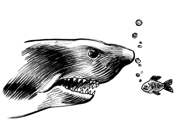 Tiburón Grande Pez Pequeño Dibujo Blanco Negro Tinta —  Fotos de Stock
