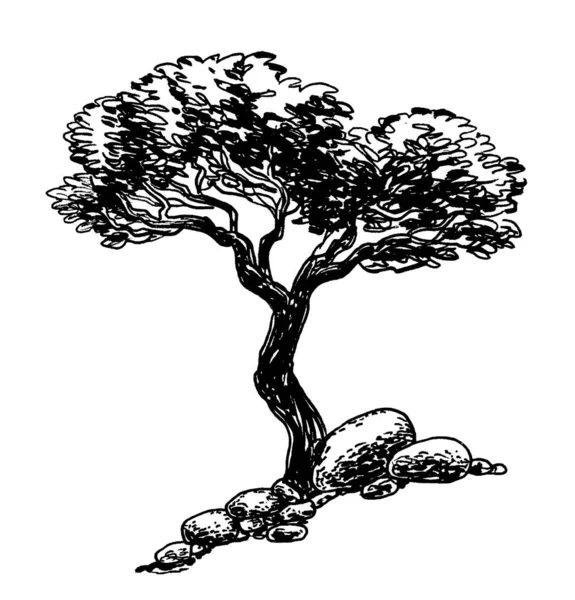 Ağaç ve taş. Mürekkep siyah beyaz çizim