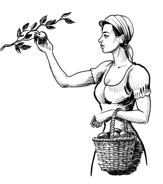 Güzel kadın çiftlik işçisi ağaçtan elma meyvesi topluyor. Mürekkep siyah beyaz çizim