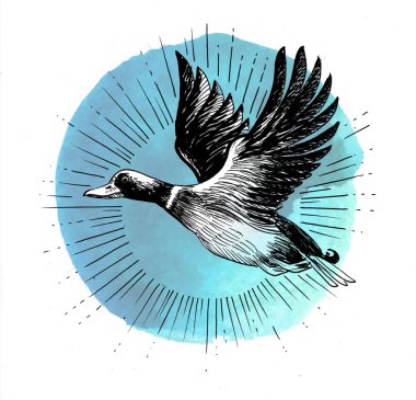 Orijinal, el boyaması bir ördeğin uçarken resmedilmiş, klasik doğa çalışma tarzında yakalanmış. Bu parça tüyleri ve hareketliliği belirten dinamik yayılan çizgileri tanımlamak için çatlayan ayrıntılı siyah mürekkep içerir..