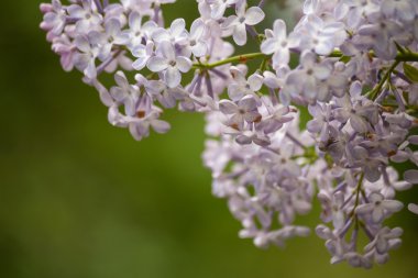 Mor leylak dalı. Çiçek doğa arka plan