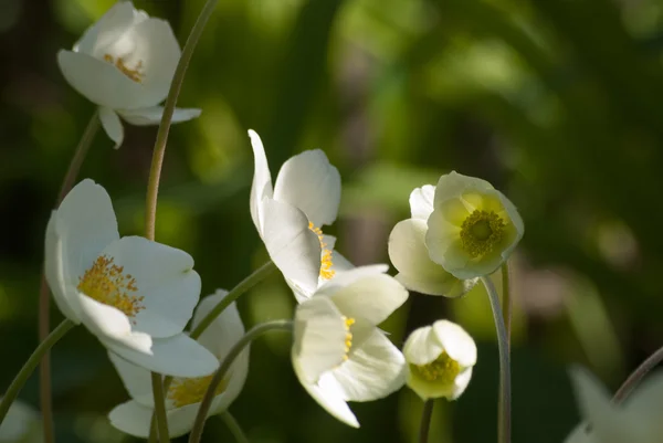 White anemones in early morning — Stock Photo, Image