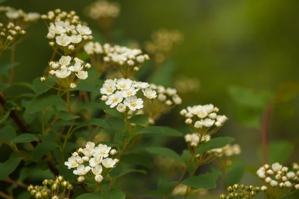 Nature background with branches of white spirea — Stock Photo, Image