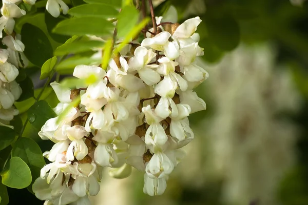 White acacia branch. Floral background — Stock Photo, Image