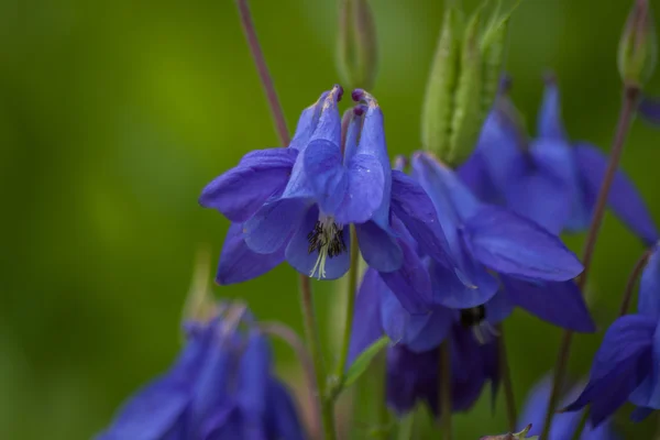 青いオダマキの花。マクロ。花の背景 — ストック写真