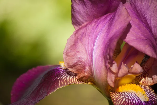 紫色のアイリスの花と、花の自然の背景 — ストック写真