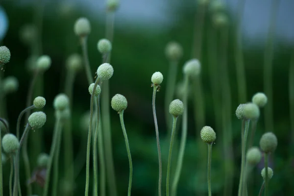 Fältet med huvuden vissnade anemoner. Makro. — Stockfoto