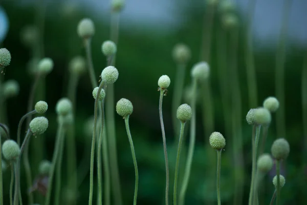 Campo com cabeças murchas anêmonas. Macro . — Fotografia de Stock