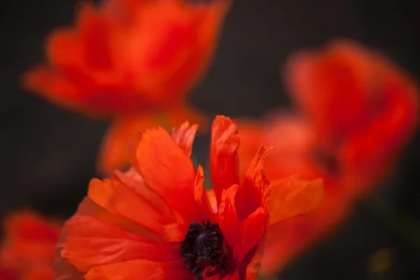 Nature background with red poppies. — Stock Photo, Image