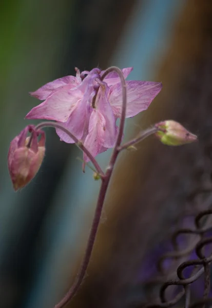 Світло-рожеві квіти акваріумів. Квітковий фон — стокове фото