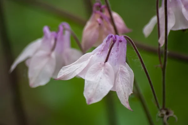 光のピンク色のオダマキの花。花の背景 — ストック写真