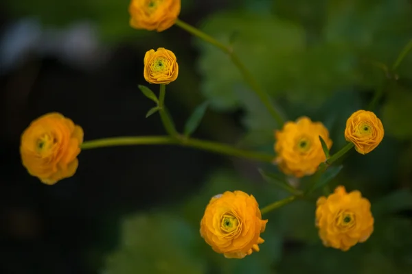 Fundo floral com flores decorativas amarelas. Buttercup jardim . — Fotografia de Stock